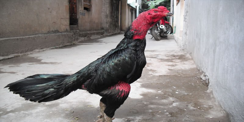 Kênh đá gà ăn khách nhất Đông Nam Á - VN138